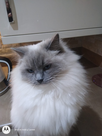 ragdoll