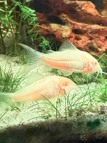 5x Albino corydoras