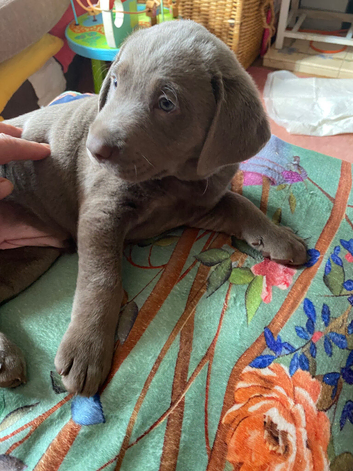 Beautiful Silver Labrador Girl Ready  20/9/ 2026