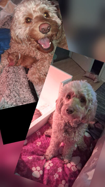 2 cockapoo puppies 10 weeks old