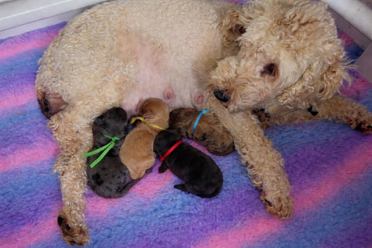 Cockapoo