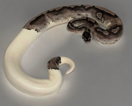 Male vpi axanthic pied