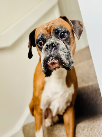 Boxer, looking for a forever home