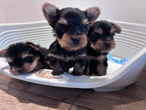 TOY SIZE YORKSHIRE TERRIER BOYS