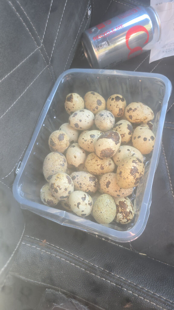 Jumbo quil hatching eggs