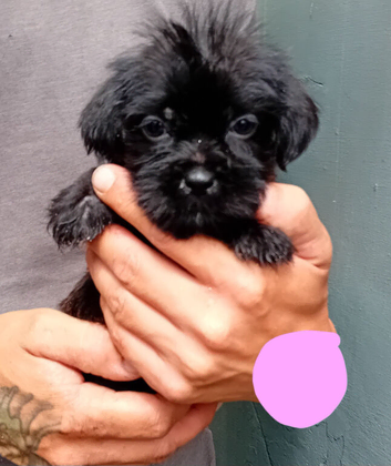 Ready now tiny Jackapooshih pups
