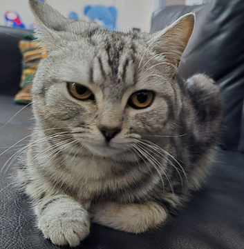 Beautiful Silver Shorthair Female Cat
