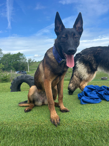 6 month old Belgian Malinois