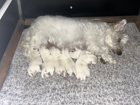 West Highland Terrier