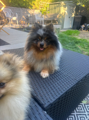 Stunning black merle tri pomeranian