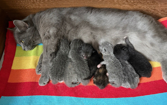 Kittens ready to Go