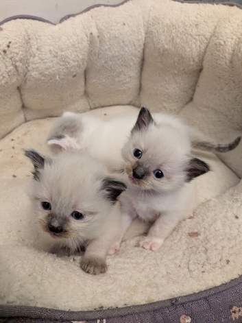 Pedigree Ragdoll mix litter ready 13 October