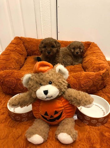 Gorgeous fox red cockapoo puppies