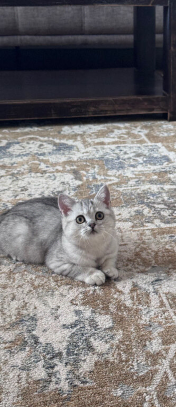 Last TICA registered BSH Black Silver Spotted Tabby Kittens