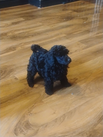 KC TOY POODLE MALE PUPPY