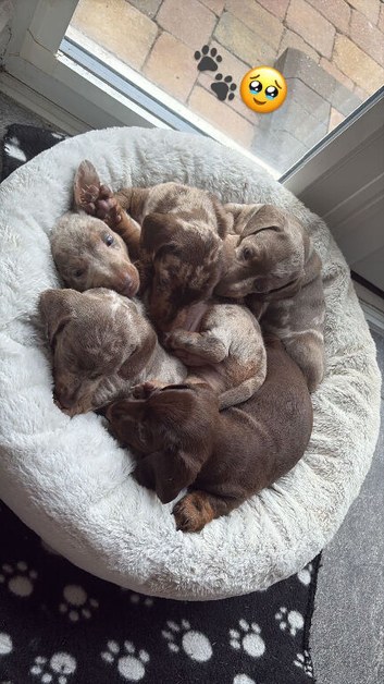 Miniature dachshunds- 2 males left