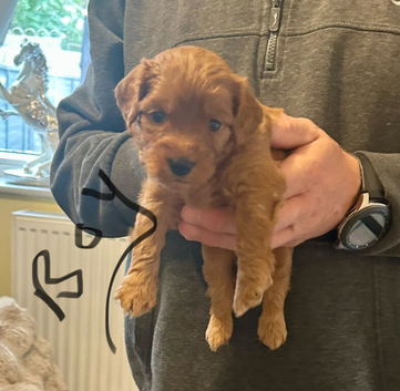 RICH RED F1 TOY COCKAPOO PUPPIES
