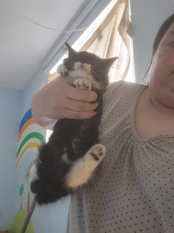 Female kitten