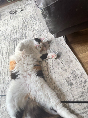 Calico