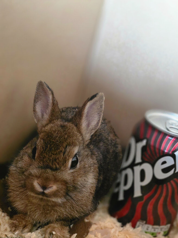 Stunning tiny netherland dwarf buck