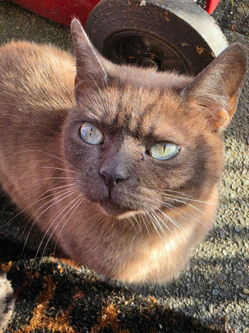 Burmese cat