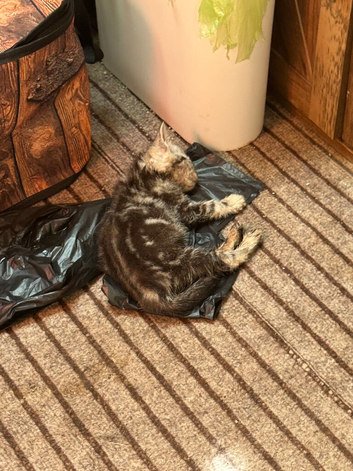 Kitten a boy