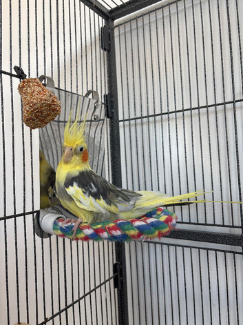 Male cockatiel