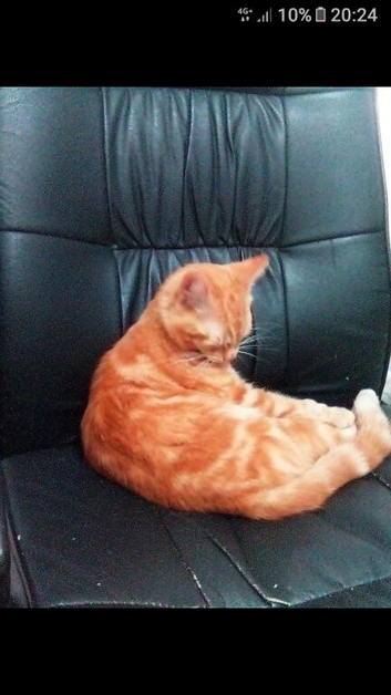 Ginger Kitten