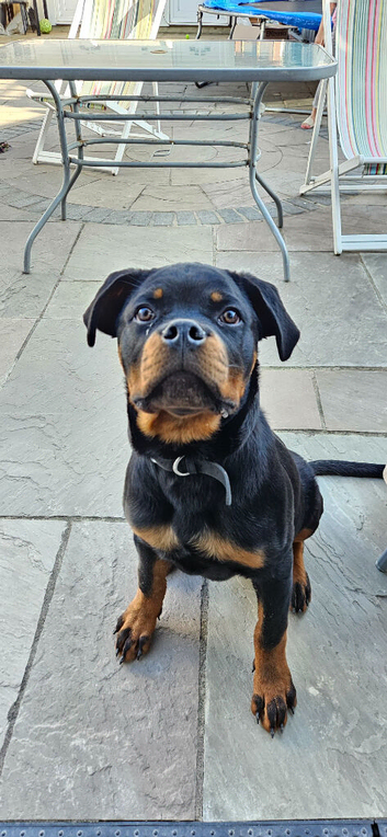 Rottweiler Puppy 5 months old. Ready and trained