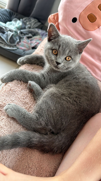Ready for new homes GCCF British Blue Kittens