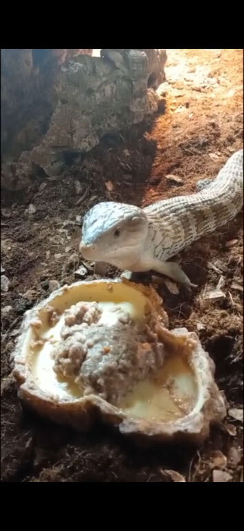 Blue tongue skink juvenile