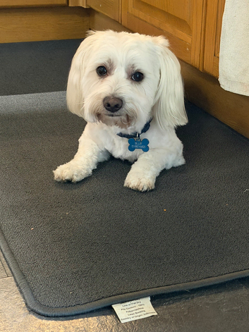 Maltese for stud