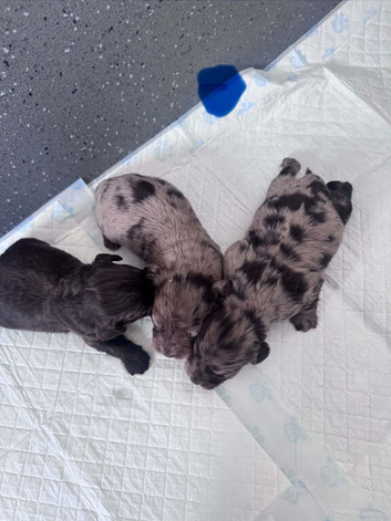 F1 MERLE BEAUTIES