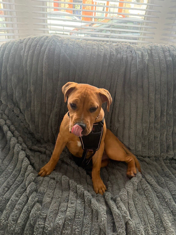 Beautiful bullmastiff x