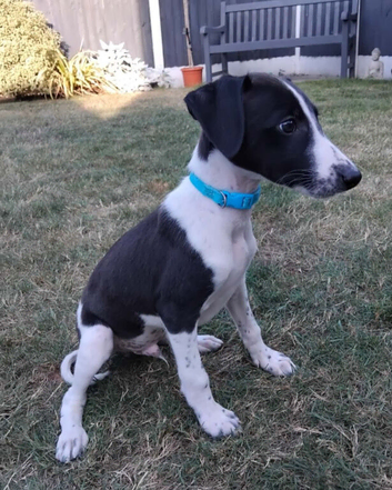 Lurcher pups first cross saluki