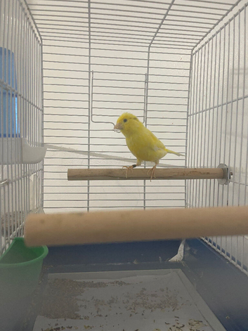 Waterslagger Canaries, Male singing