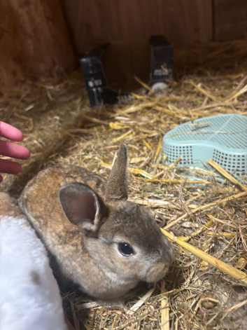 7 baby rabbits (kits)