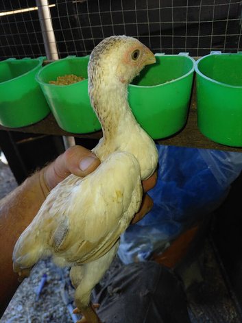 Ko shamo pairs 10 weeks old