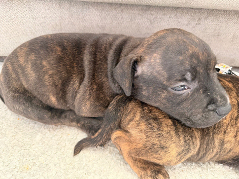 Last male pup remaining