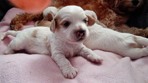 Adorable Hybrid Puppies &ndash; Cockapoo x Bichon Frise Mix