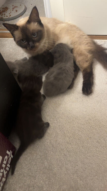 Ragdoll cross male kittens available