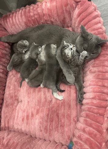 We are happy to&nbsp;introduce our 6 beautiful pure British Shorthair kittens ️