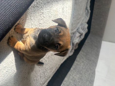 Puppies for sale