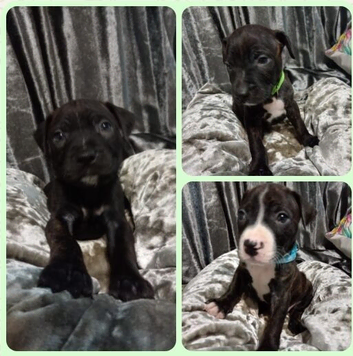 ***READY NOW *** 1 male staffy pup left..⁹