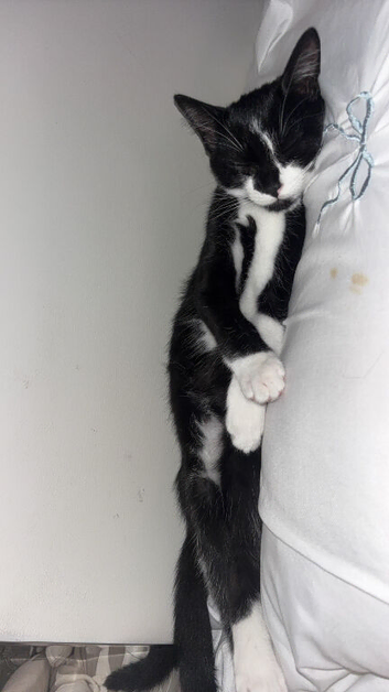 Male kitten