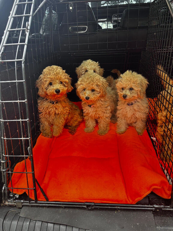 2 X BEAUTIFUL APRICOT MINIATURE POODLE GIRLS LEFT