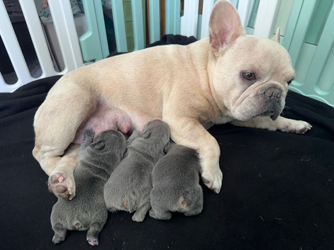 Blue french bull dog pups