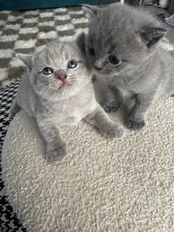 British Shorthair Kittens