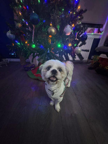 Alfie, Shih Tzu male with blue eyes (STUD)