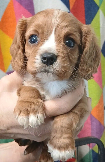 *Guaranteed healthy by the vet*Adorable health tested Cavalier Pups*ready now*